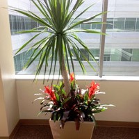 Home And Office Plants in San Jose, CA